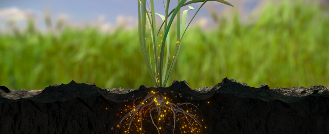 3d image showcasing the process of microbial mineralization