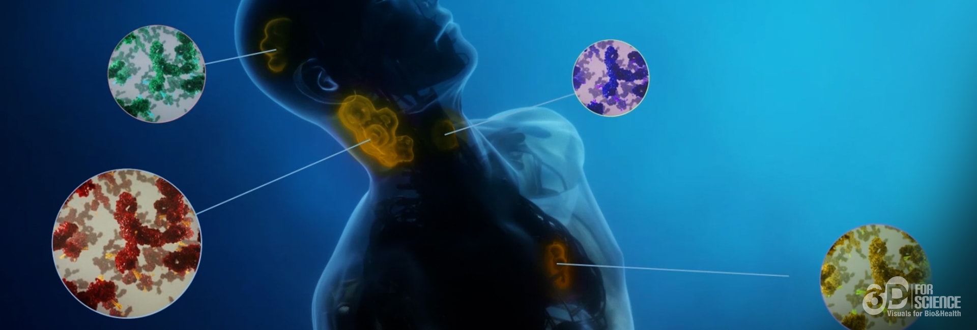 3d medical animation in a virtual body