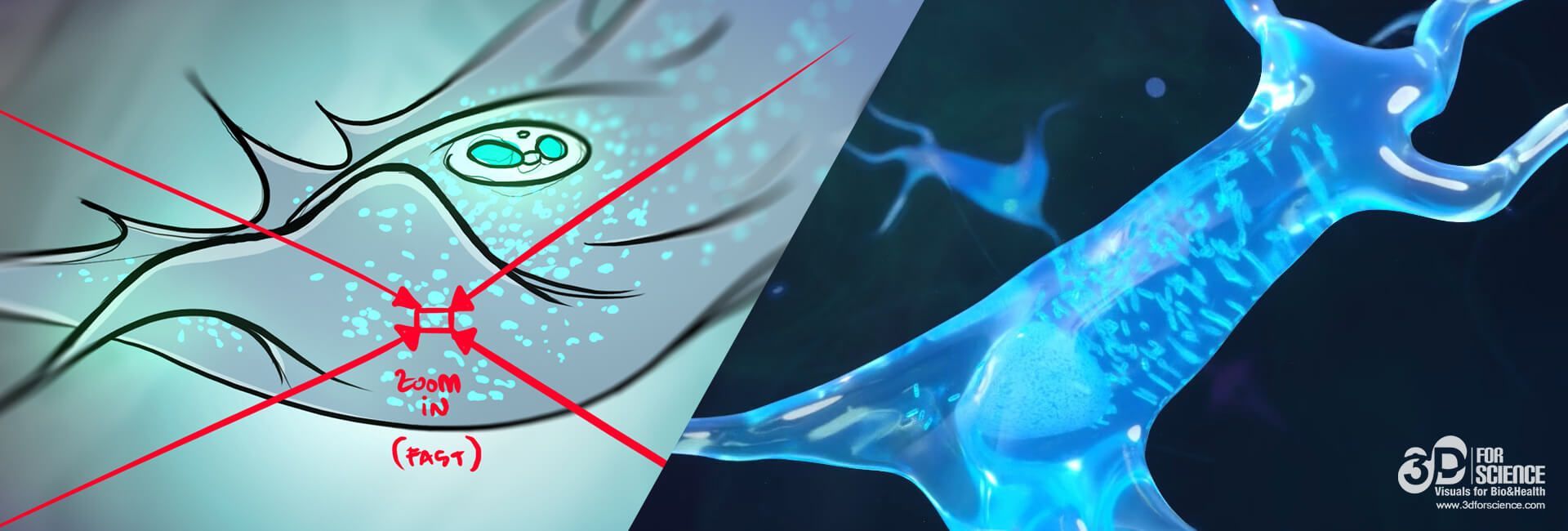 animation on 3d medical