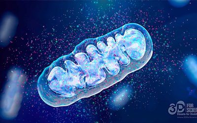 How to explain aging processes with 3D animation: mitochondria and free radicals case