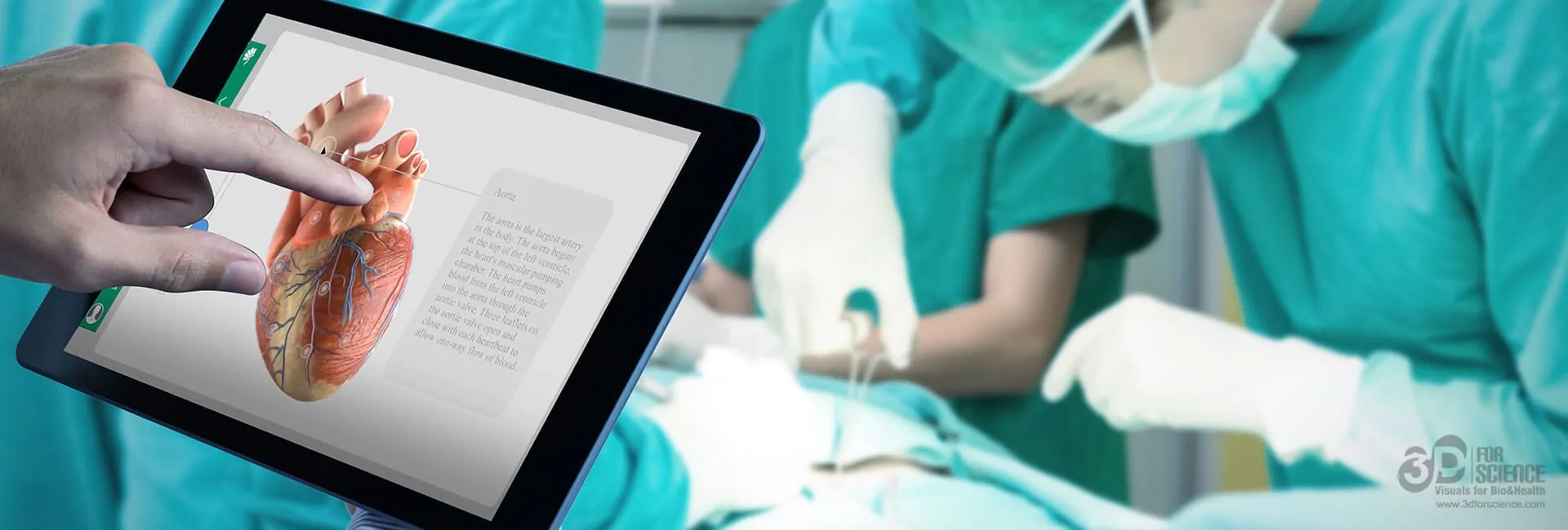 doctor using a medical interactive application in tablet