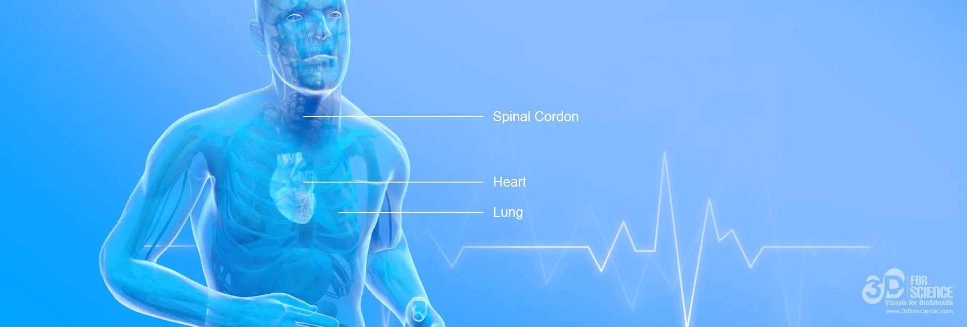 medical illustration showing cardiac frequency